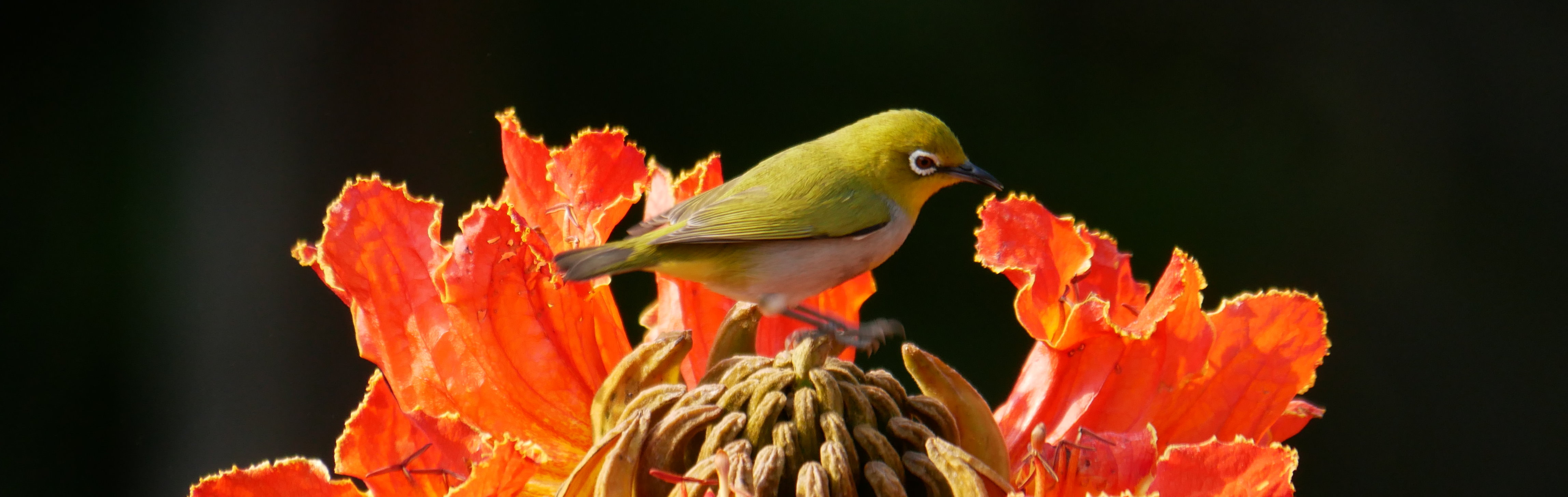 龍津國小常見鳥類--綠繡眼